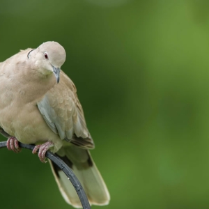 Redwell   June   2016 (153 Of 659).jpg